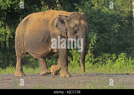 L'éléphant de Bornéo Elephas maximus borneensis Sabah Bornéo Kinabatangan River Banque D'Images