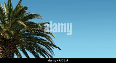 Palm Tree Against a Blue Sky Banque D'Images