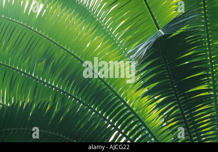 L'arrowroot mexicain, de vierges palm (Dioon edule), frondes Banque D'Images