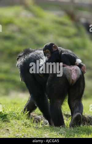 Mère chimpanzé avec bébé au dos Banque D'Images