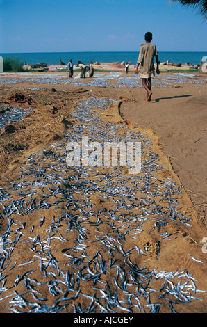 Petits poissons cichlidés appelé propagation sur les vêtements à sécher au soleil sur la rive du lac Malawi Malawi Afrique du Sud Banque D'Images