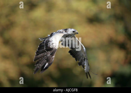 - Buse pattue Buteo lagopus Banque D'Images