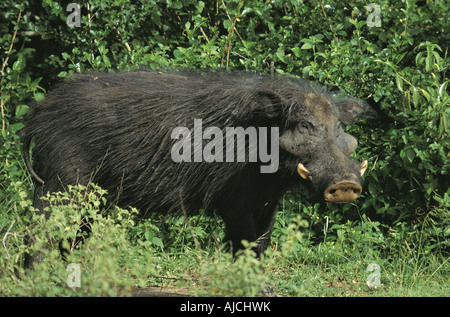 Porc Forêt géant Parc national Queen Elizabeth, Afrique de l'Est de l'Ouganda Banque D'Images