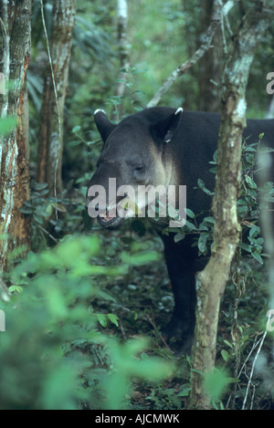 Tapir de Baird (Tapirus bairdii) à se nourrir dans les forêts tropicales en captivité Belize Banque D'Images