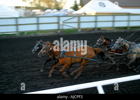 CHUCK WAGONS Rodeo, Alberta, Canada, Chuck wagon course, Banque D'Images