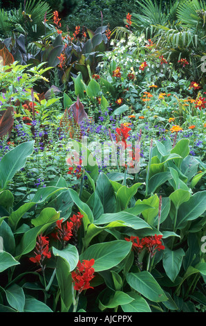 Jardin Exotique Border Canna Septembre Octobre Automne East Ruston Banque D'Images