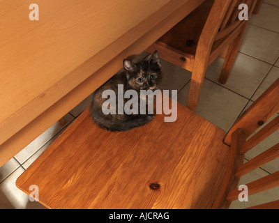 Petite écaille chaton dans la cuisine Banque D'Images