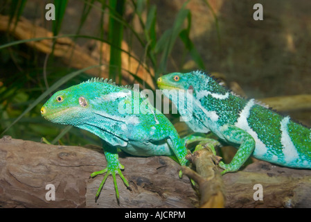 Deux iguanes verts lumineux sur un journal Banque D'Images