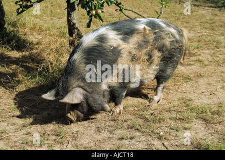 Essex Kune Kune race de porcs importés de Nouvelle-Zélande cochon dans le verger Banque D'Images