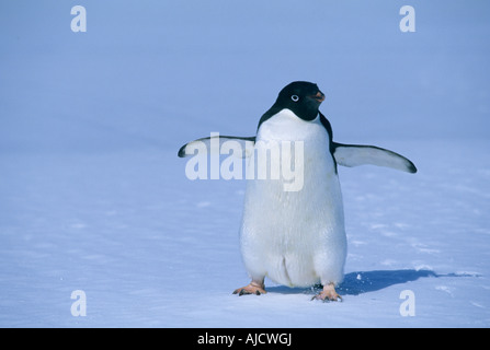 Manchot Adélie (Pygoscelis adeliae) sur la glace de mer, Cap Hallett, Terre Victoria, en Antarctique Banque D'Images