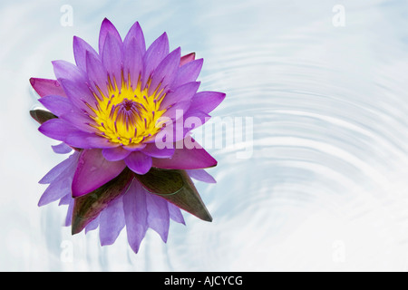 Nymphaea caerulea. Fleur de nénuphar tropical sur un miroir dans l'eau ondulante Banque D'Images