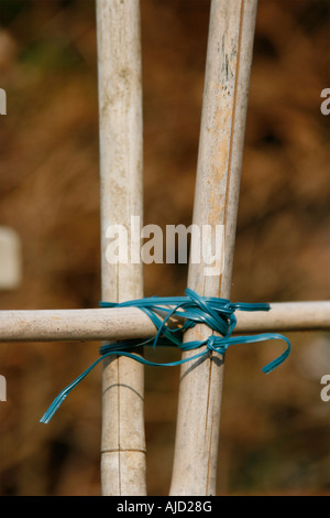 Poteaux et attaches de câbles Bean liés ensemble dans un jardin surrey Banque D'Images