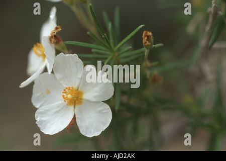 Clusius' rock rose (Cistus Clusii), fleur Banque D'Images