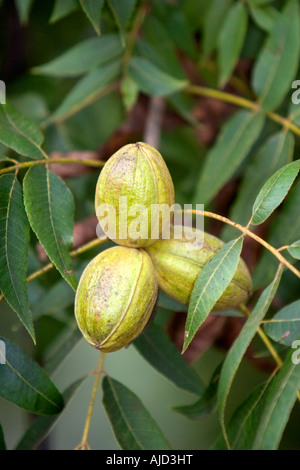Les pacanes poussent sur l'arbre en Géorgie Banque D'Images