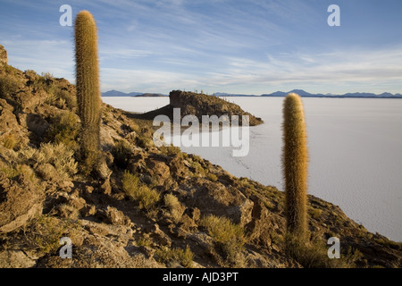 Cactus colonne sur Isla de Pescado de Salar de Uyuni, Bolivie Banque D'Images