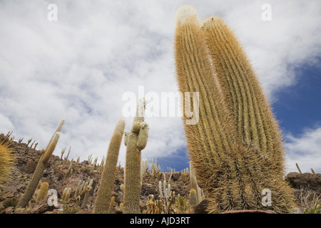 Cactus colonne sur Isla de Pescado de Salar de Uyuni, Bolivie Banque D'Images