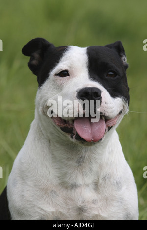 Staffordshire Bull Terrier (Canis lupus f. familiaris), femme, portrait Banque D'Images