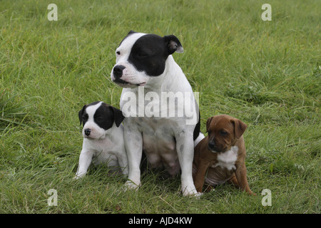 Staffordshire Bull Terrier (Canis lupus f. familiaris), femme avec deux petits vieux de six semaines dans un pré Banque D'Images