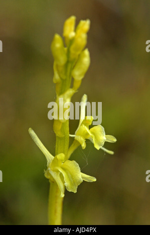 Orchidée Liparis loeselii (fen), blooming, Pays-Bas, Texel Banque D'Images