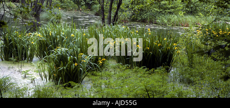 Iris jaune, drapeau jaune (Iris pseudacorus), iris jaune dans la forêt marécageuse, Allemagne, Brandenburg, Biosphaerenreservat Schorfheide Banque D'Images