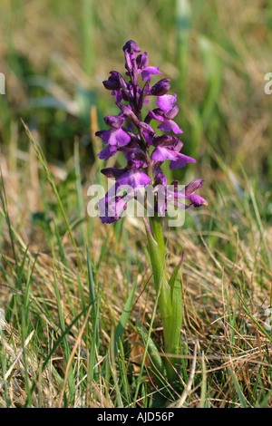 Green-winged orchid, la prairie orchid (Orchis morio), qui fleurit dans les prés, l'Allemagne, la Bavière Banque D'Images