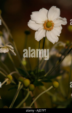 Un japonais anenome dans un beau chalet jardin Surrey border Banque D'Images