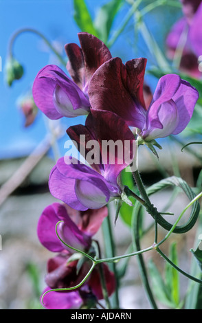 Escalade des plantes de pois sucré éternelle Banque D'Images