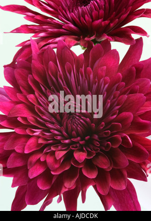 Deux Chrysanthèmes pourpre close-up Banque D'Images
