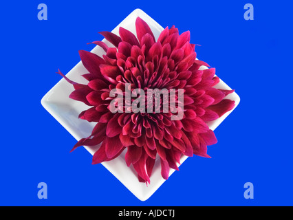 Chrysanthème mauve dans carré blanc sur fond bleu de chine Banque D'Images