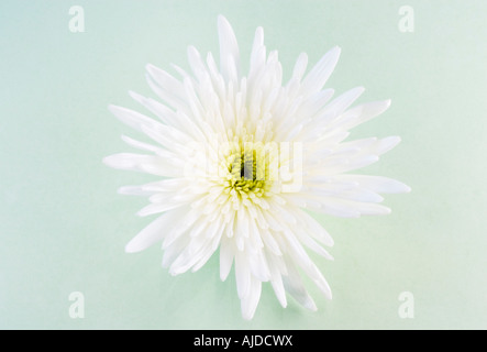 Chrysanthème blanc sur fond vert pâle Banque D'Images