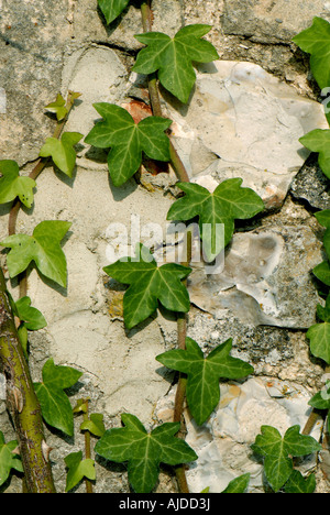Hedera helix lierre sur le mur de la grange en pierre en pleine croissance Banque D'Images
