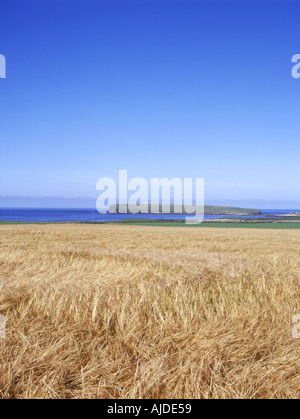 Dh BIRSAY ORKNEY Bere domaine Brough de Birsay Banque D'Images