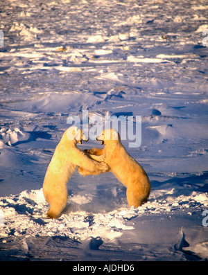 Ursus maritimus Ours polaires mâles Playfighting Churchill Manitoba Canada Banque D'Images