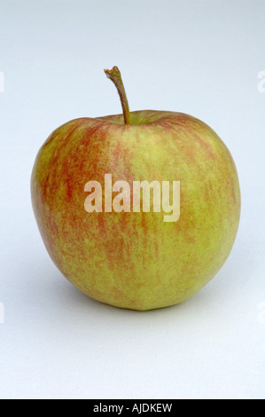 Seul Jonagored pomme (Malus domestica) sur fond blanc Banque D'Images