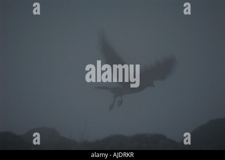 Un oiseau s'exécute à partir d'un rocher lors d'une nuit pluvieuse à côté du lac Chillata près de Sorata, Bolivie, Amérique du Sud. Banque D'Images