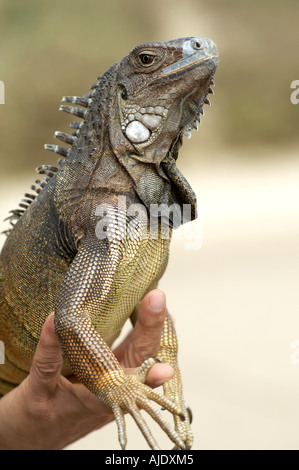 Man's Hand Holding iguane, side view, close-up Banque D'Images