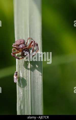 Araignée crabe (xysticus cristatus) défendant son catch contre mouche parasite Banque D'Images