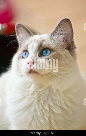 Chaton mâle Ragdoll bicolore bleu l'âge de six mois dans le Wiltshire England UK UE Banque D'Images