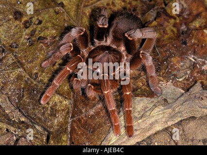 Citharischius crawshayi King Baboon Tarantula Banque D'Images