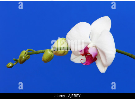 Une belle orchidée blanche avec centre rose sur un fond bleu profond Banque D'Images