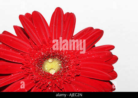 Gros plan d'une fleur de gerbera rouge avec des gouttelettes d'eau sur elle Banque D'Images