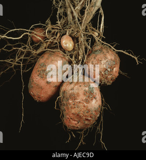 La gale commune Streptomyces scabies de lésions et de pustules sur un tubercule de la tavelure est une maladie bactérienne commune sur les pommes de terre Banque D'Images