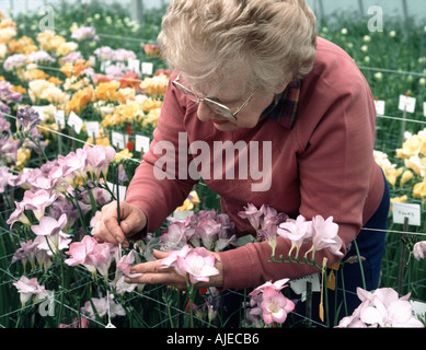 Une dame les variétés pollinisatrices Freesia dans une serre d'amélioration des plantes pour produire de nouvelles variétés de plantes ornementales o0f Banque D'Images