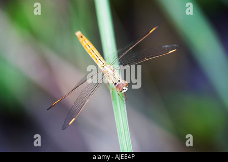 Brachythemis contaminata. Libellule Bijou de fossé assis sur l'herbe dans la campagne indienne Banque D'Images