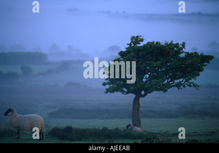 Mouton et agneau par un arbre isolé sur un matin brumeux sur Devon Exmoor Banque D'Images