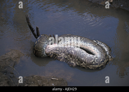 African Rock Python Python sabae avaler un pélican blanc Kenya Banque D'Images