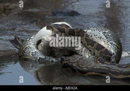 African Rock Python Python sabae avaler un pélican blanc Kenya Banque D'Images