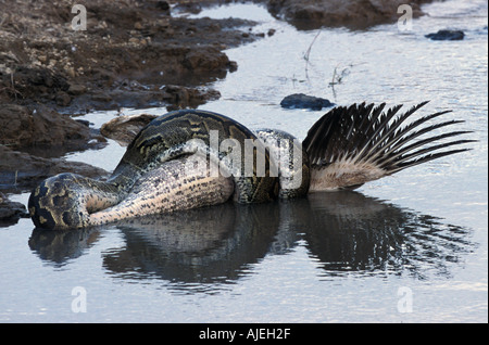 African Rock Python Python sabae contraignant le pélican blanc Banque D'Images