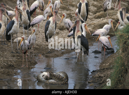 African Rock Python Python sabae Pelican avaler vu par Marabou bec jaune Cigognes Lk Nakuru Banque D'Images