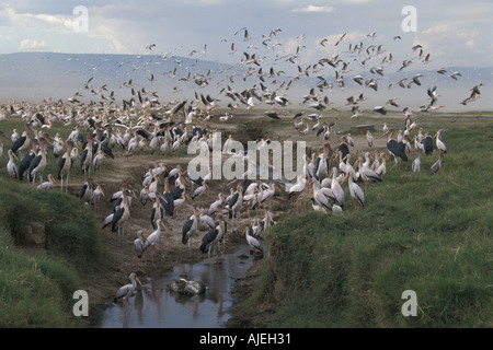 African Rock Python Python sabae Pelican avaler vu par Marabou bec jaune Cigognes Lk Nakuru Banque D'Images